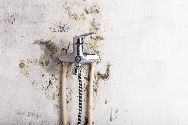 Best Certified Mold Removal  in Elton, LA
