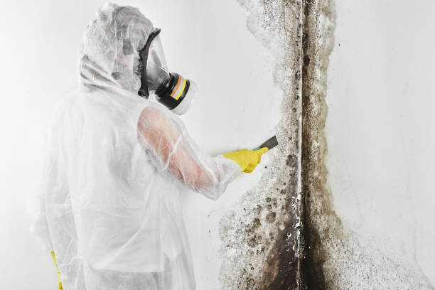 Professional Mold Removal in Elton, LA