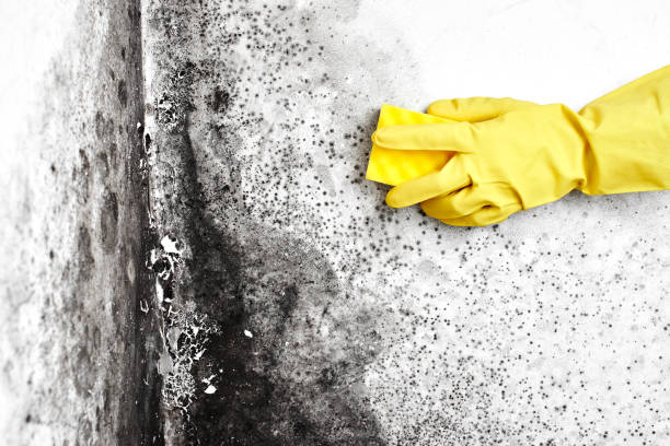 Best Residential Mold Removal  in Elton, LA