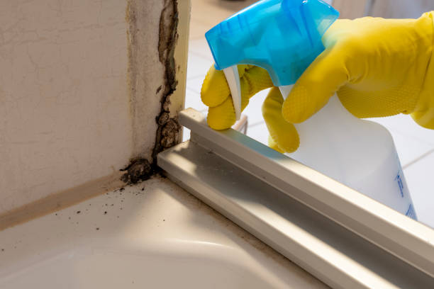 Best Residential Mold Removal  in Elton, LA