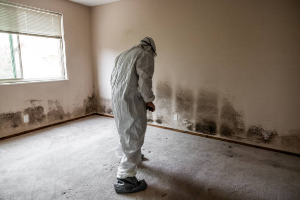 Attic Mold Removal in Elton, LA